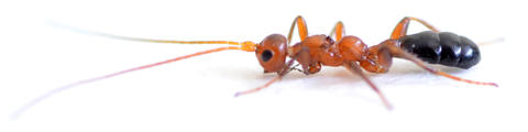 Aptenobracon formicoides (5)